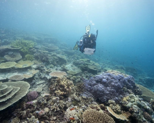由2009年至2018年間，全球喪失了大約1.17萬平方公里珊瑚。美聯社資料圖片