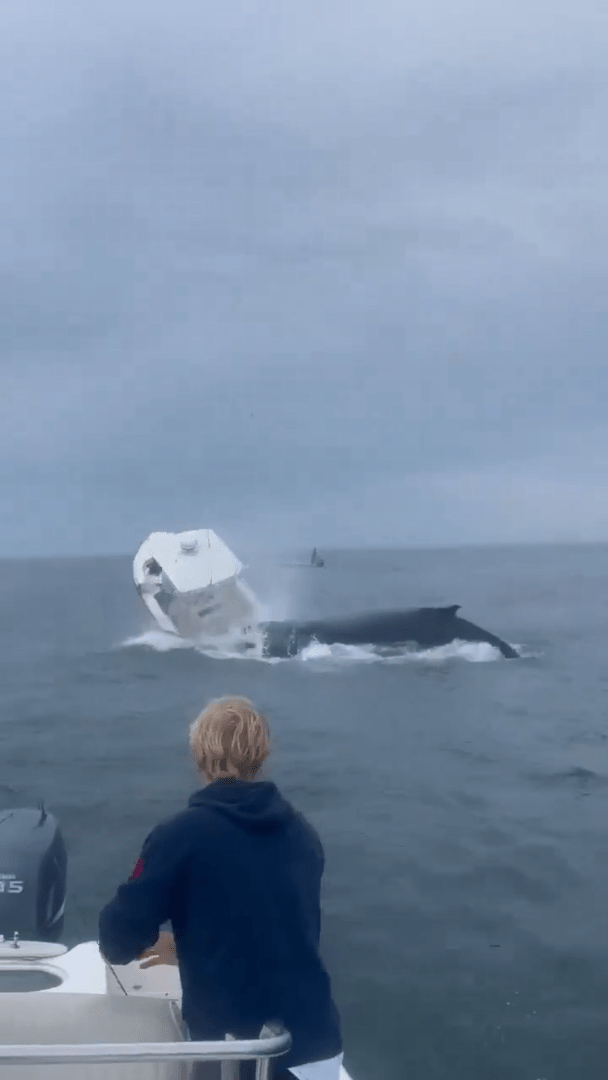 座頭鯨落回水中時，衝擊到漁船。（X@ryanwhitney6）