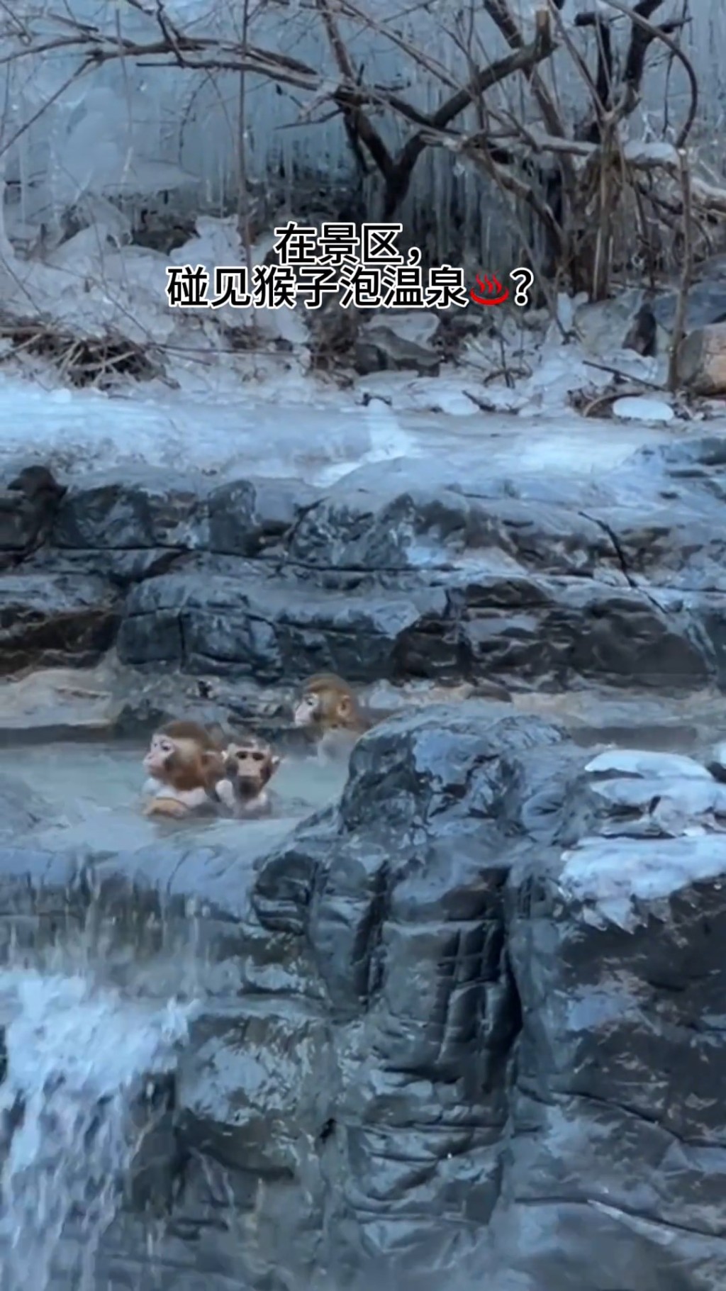小猴一同愜意浸溫泉。 小猴一同愜意浸溫泉。