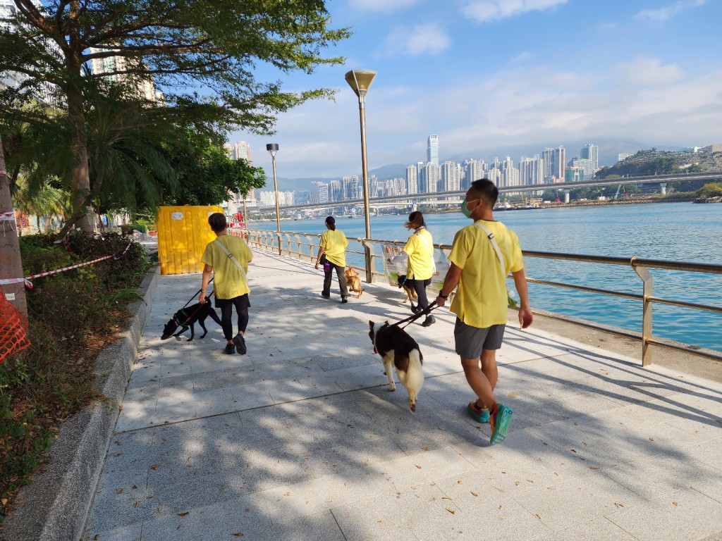 爱协的十多位领犬员经常抽时间带狗狗散步。