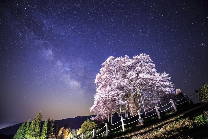 有岡山縣第一巨木美譽的一本醍醐櫻,漂亮櫻色能與璀璨星空媲美。