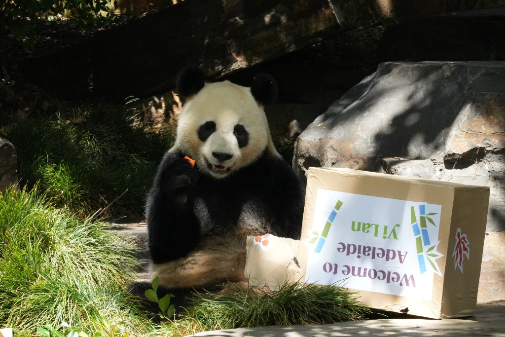 大熊貓「星秋」及「怡蘭」在動物園首次亮相。（新華社）