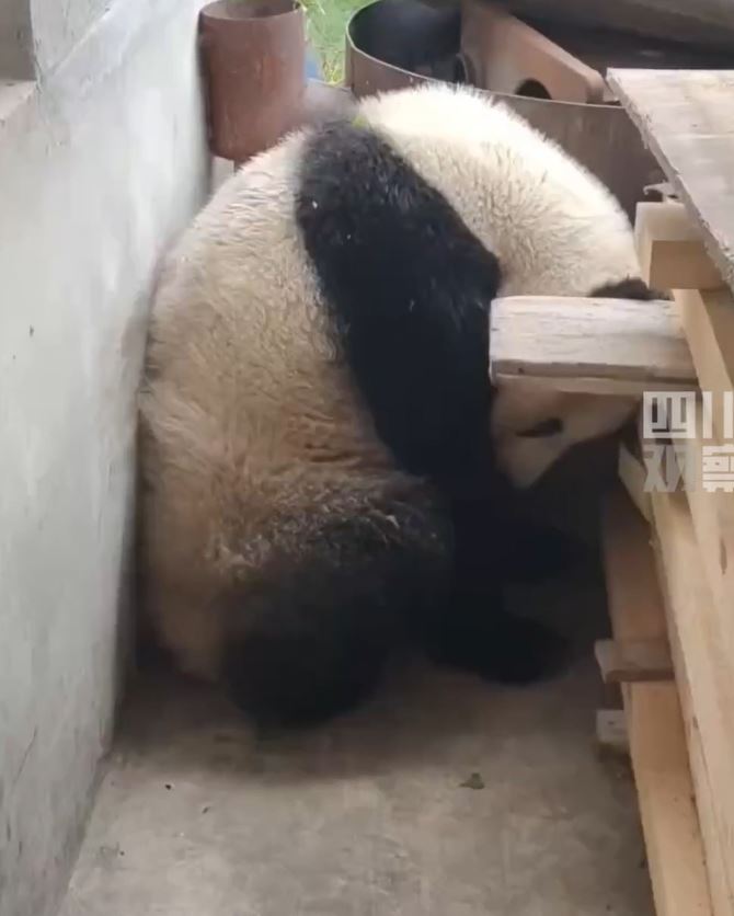 野生大熊猫倒头大睡。