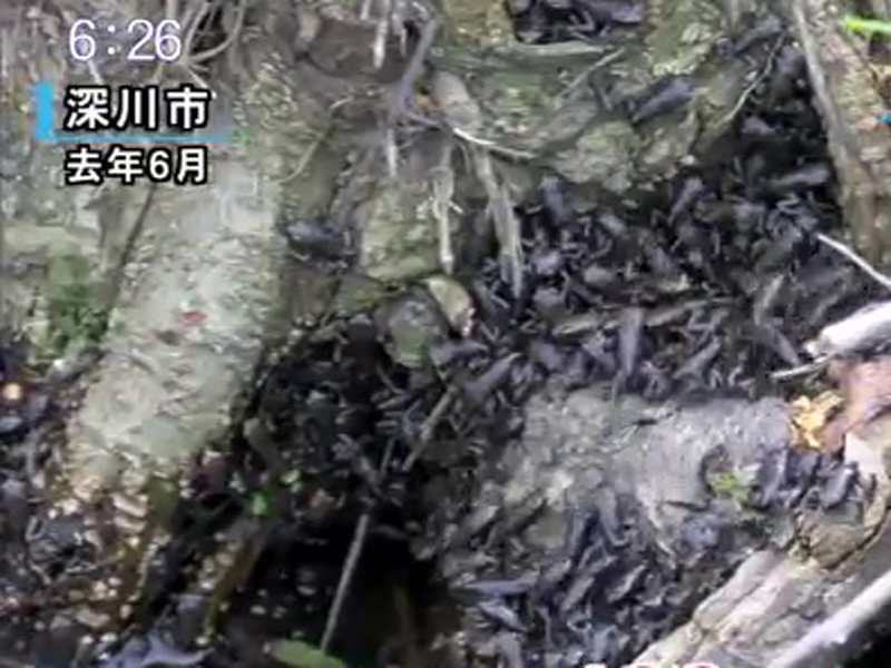 這種蟾蜍每年以驚人的速度繁殖增長。（網圖）