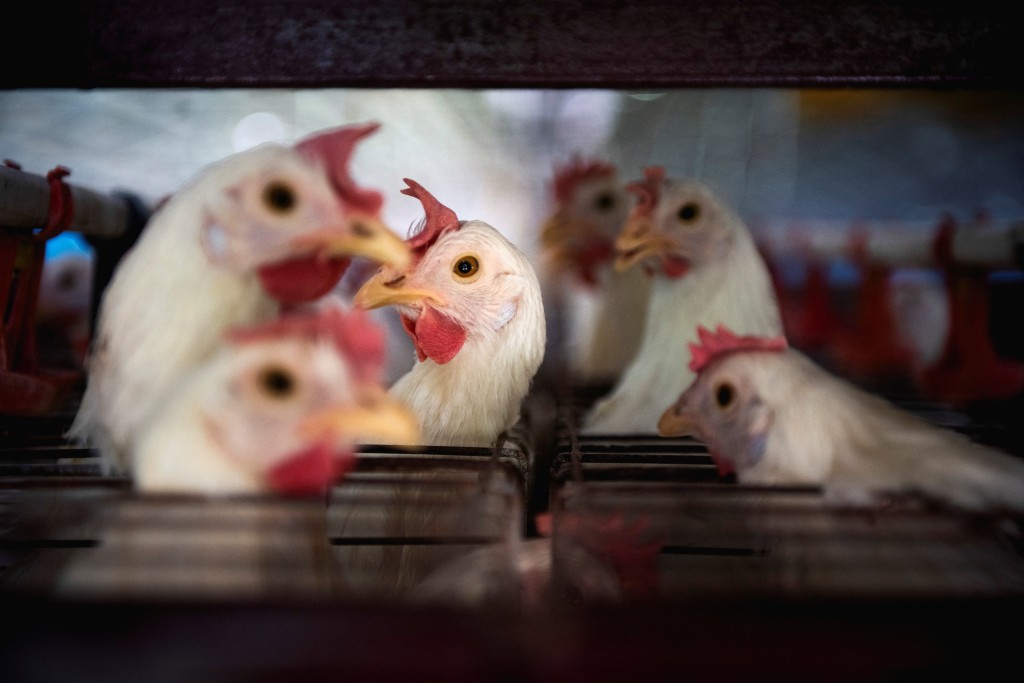 日本爆發史上最嚴重禽流感，已撲殺近1500萬隻。 路透