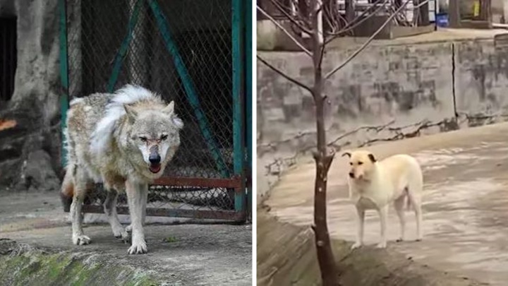 武漢一動物園安排了一頭唐狗,與孤獨的老狼王相伴,引發網民熱話。網上圖片