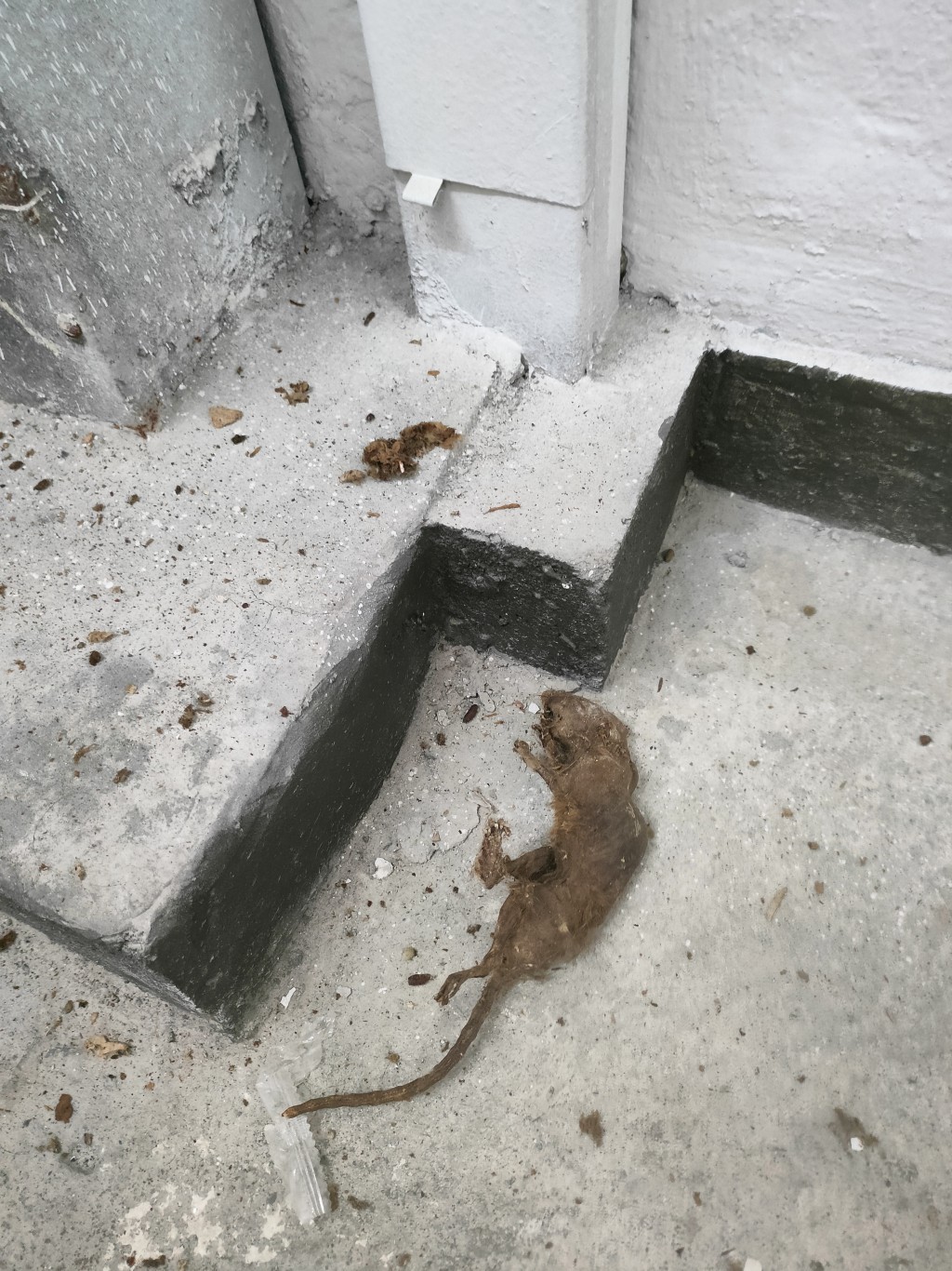 二至四樓梯間有被燒焦的死老鼠。