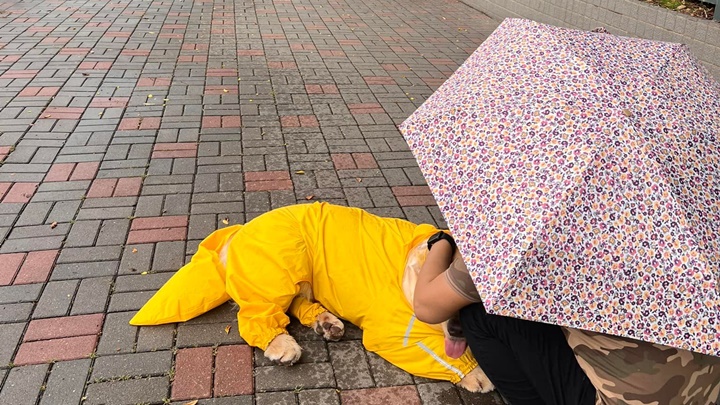 有網民上載相片，指有狗狗被披上全身雨衣外出，熱得不願再走。麗港城討論區facebook群組