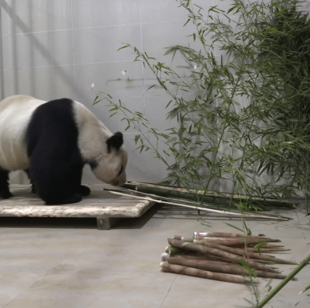 大熊猫「美香」一家三口返抵中国后，随即开大餐。 央视截图
