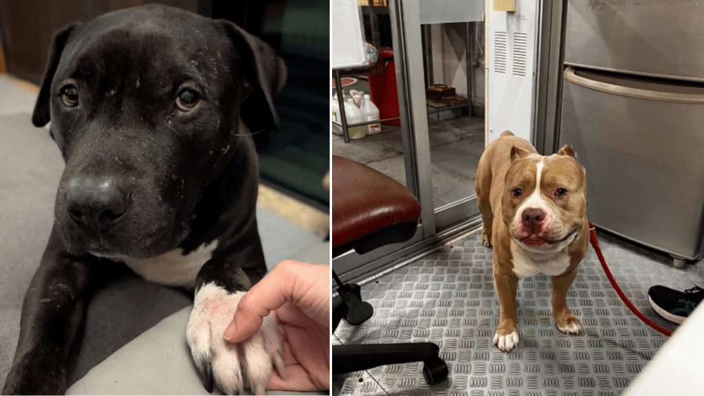 漁護署：格鬥犬規管以種類為本 若狗主不滿分類可14天內提上訴