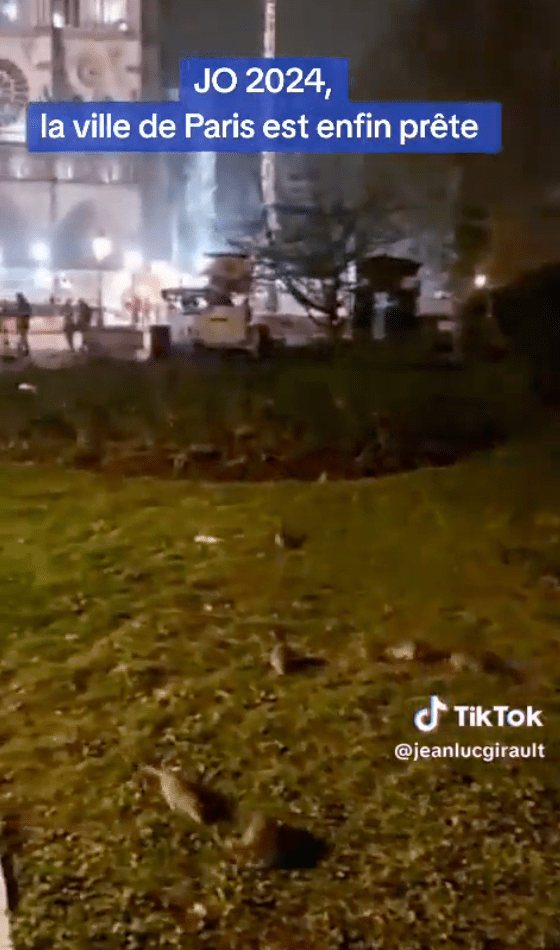 另一段影片的拍摄地在一个公园内，当时是夜晚，多只公鼠在草地上乱窜 ，本来被人休憩的公园变身“老鼠乐园”。