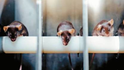 小老鼠進行體能選拔。央視新聞