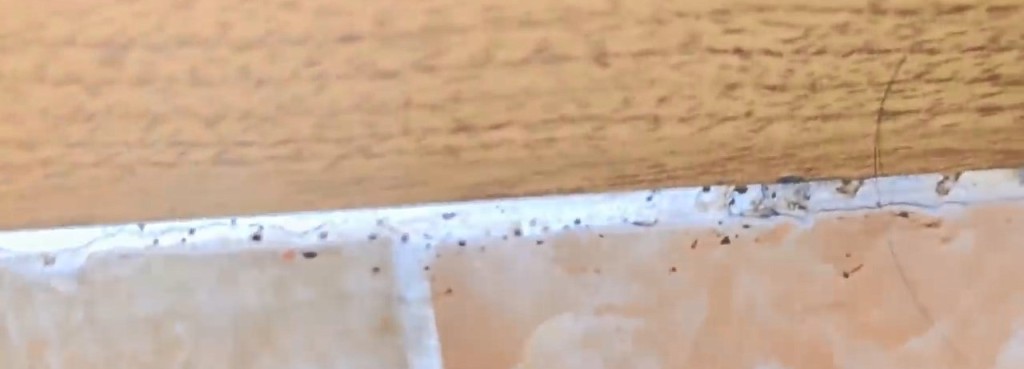 南韩昆虫YouTuber前往釜山一间汗蒸幕，惊见休息区地垫及墙壁缝隙藏有大量床蝨。