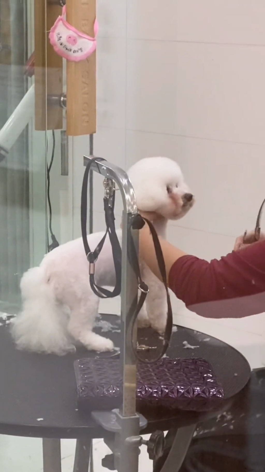 最近返回上海，趁工作空檔帶愛犬剪毛。
