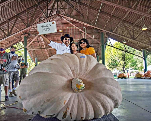 當地農民沙迪克種植的巨型南瓜奪得冠軍。AP圖片
