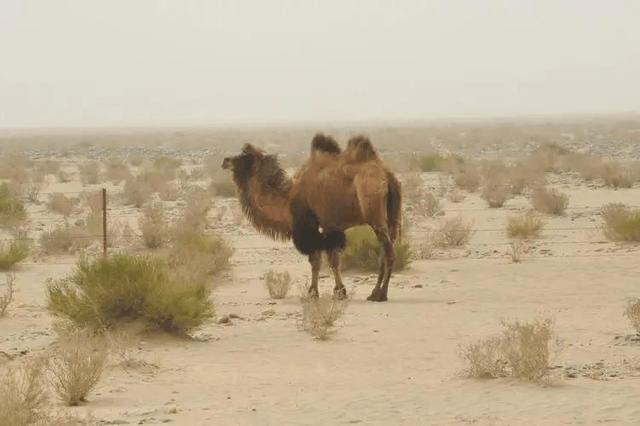 车队擅闯新疆野骆驼保护区闯大祸。资料图片
