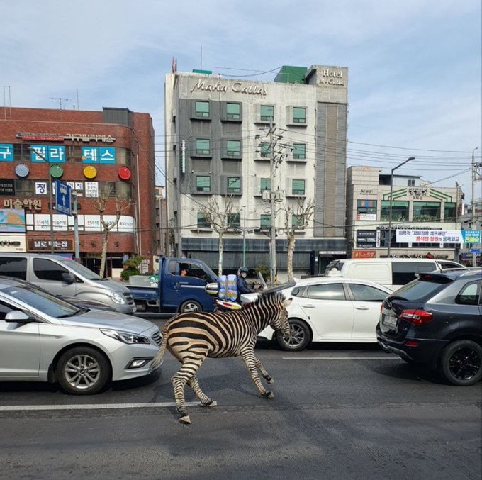 斑馬Sero從首爾兒童大公園走失，穿梭馬路，險象環生。 Twitter