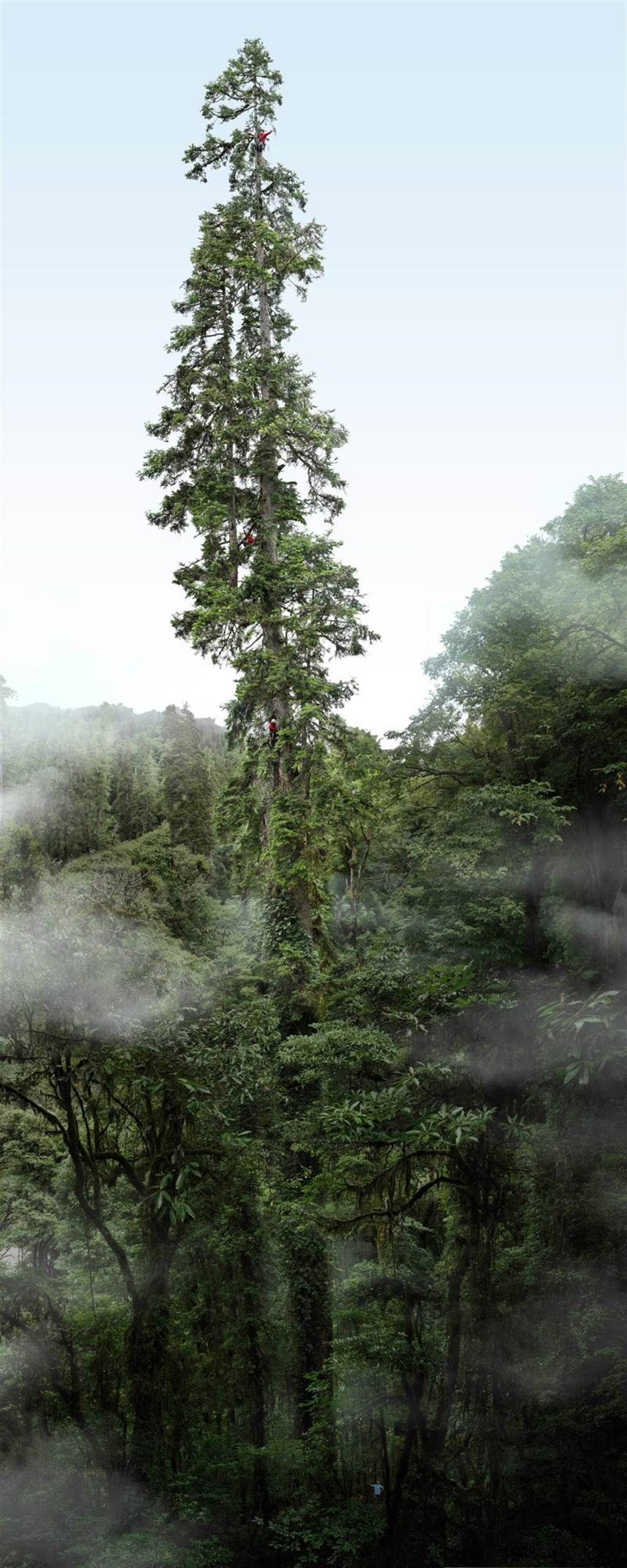 「中國第一高樹」雲南黃果冷杉的準確高度為83.4米。