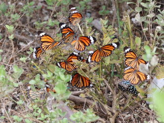 绿色力量每年均会调查越冬斑蝶的数目。资料图片