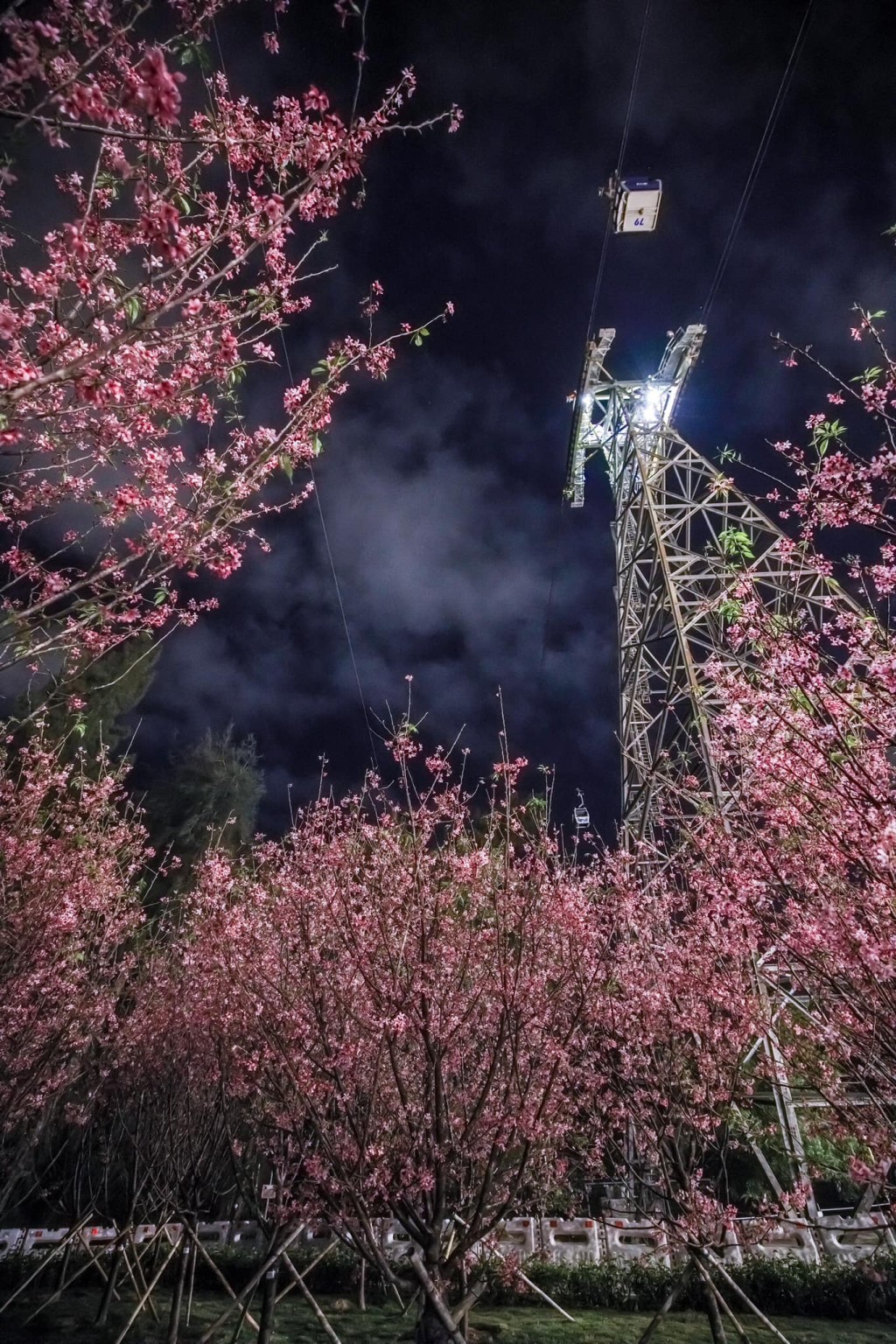 星空下、铁塔旁，赏夜樱。网民Ivan Wong图片
