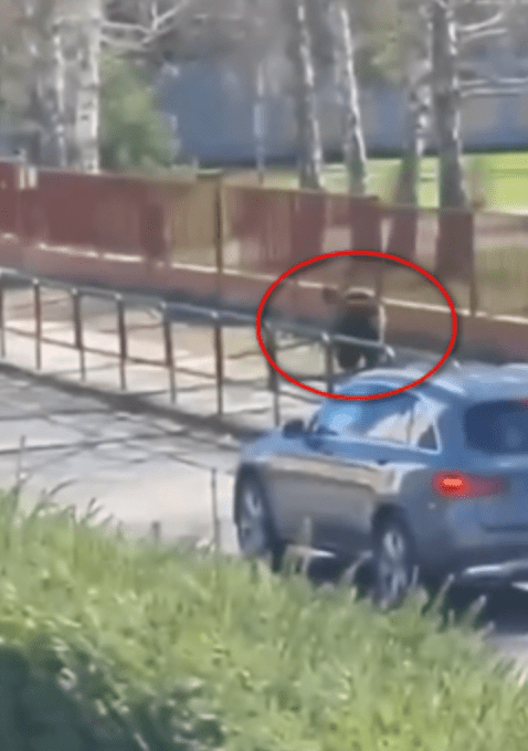 從網上流傳的多段影片可見，這隻熊在鎮上街頭四處奔跑，甚至追殺路人，情景嚇人。