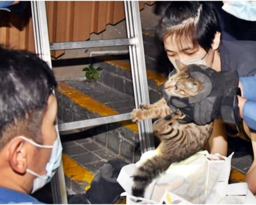 經一輪營救,貓仔安全回到主人手上。