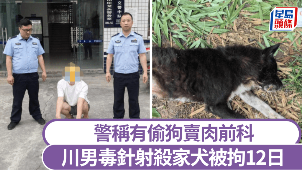 四川男子用毒針射殺家犬。紅星新聞