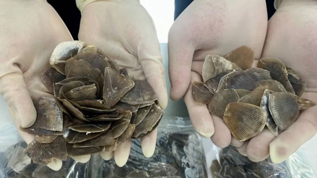昆明海關查獲穿山甲鱗片。中國海關總署微信公眾號