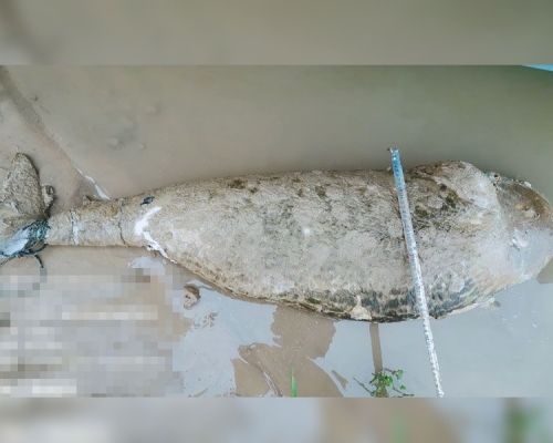 餘幹縣康山水域發現一頭死亡江豚。網圖