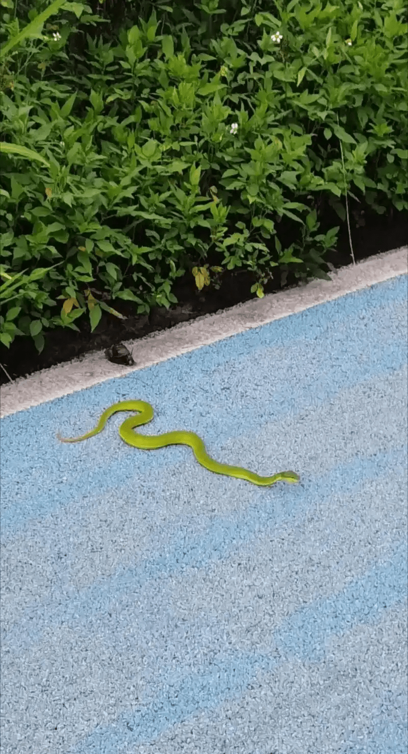 竹葉青蛇。