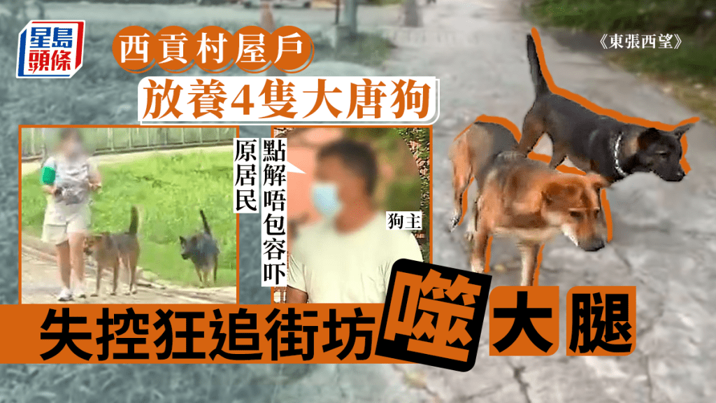 東張西望丨村屋戶放養4隻大唐狗失控狂追街坊噬大腿 狗主:點解唔包容原居民