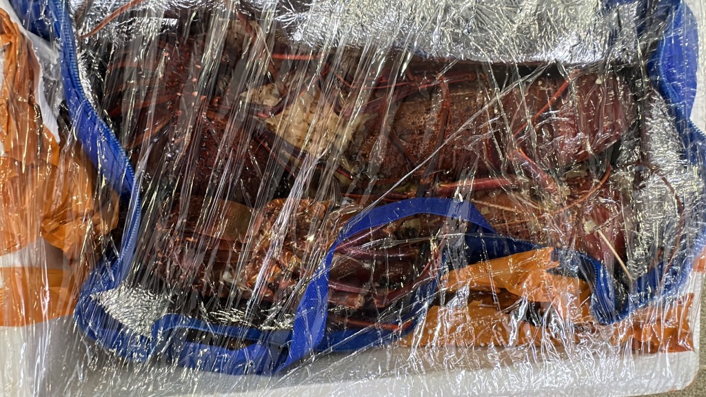 海关人员在私家车上检获一共350只活龙虾。刘汉权摄