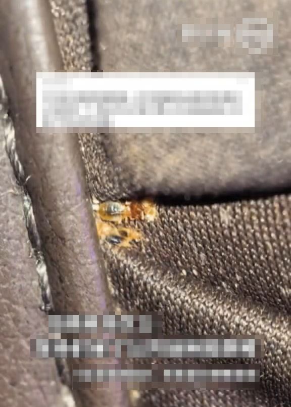 陈女士发现按摩椅下有无数虫在爬。《羊城晚报》 陈女士发现按摩椅下有无数虫在爬。《羊城晚报》