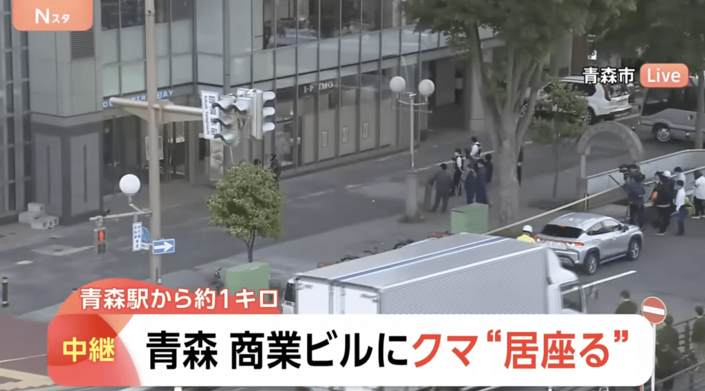 昨日全国多地再传出熊只闯入校园及商业大楼事故，青森市闹市更有熊只闯入办公大楼大堂，最终由猎人开枪击毙。