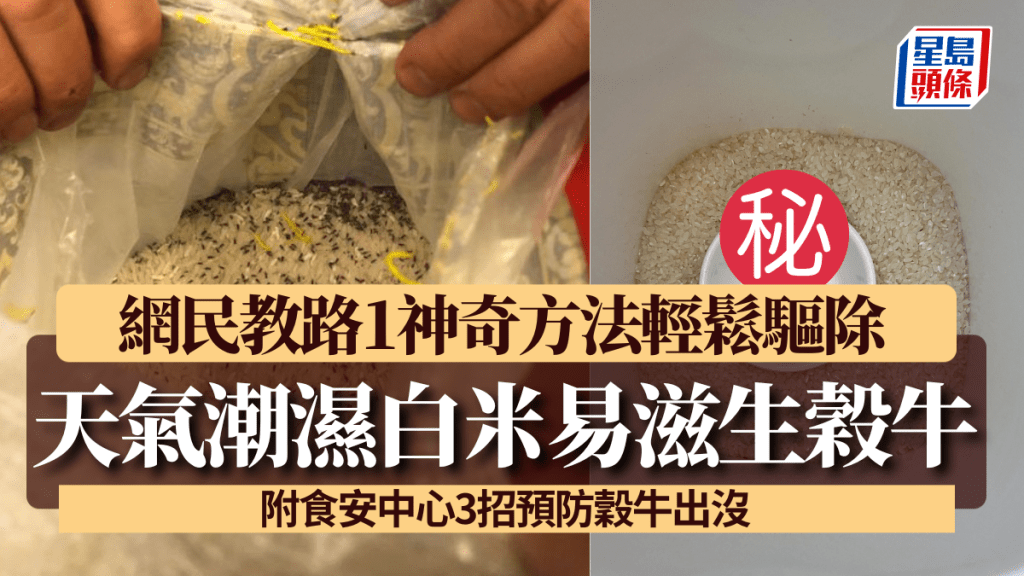 天氣潮濕白米易滋生穀牛！ 網民教路1神奇方法輕鬆驅除 （附食安中心3招預防穀牛出沒）