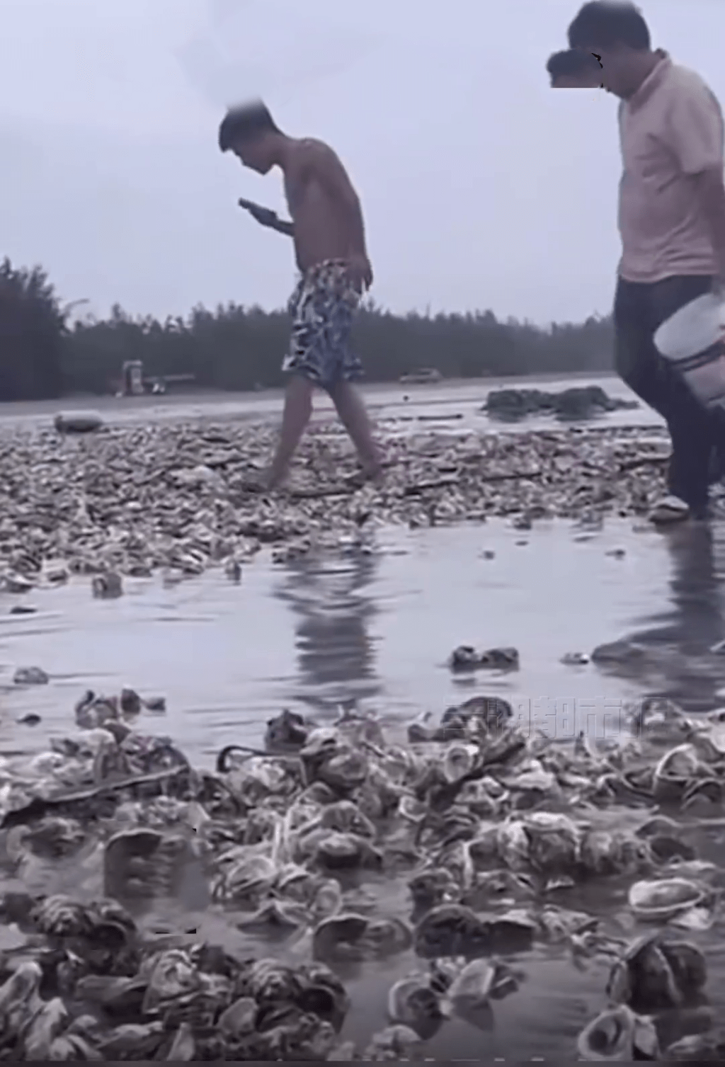 台风泰利「送来」大量生蚝，深圳海滩市民脚下满地都是。
