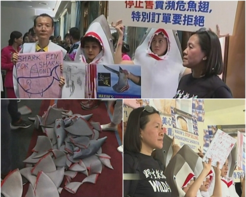 左下,示威者又在酒樓正門,將一批道具魚鰭倒放地上。