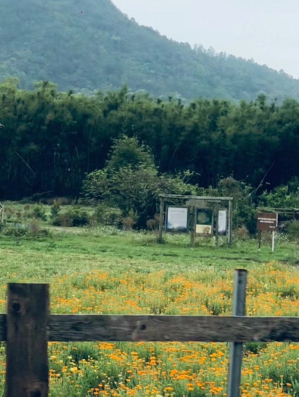 中山亲子旅游2024｜1. 桂南村 保留自然风貌，假日吸引不少网红打卡。（图片来源：小红书＠好脾气的暴躁妈妈）　