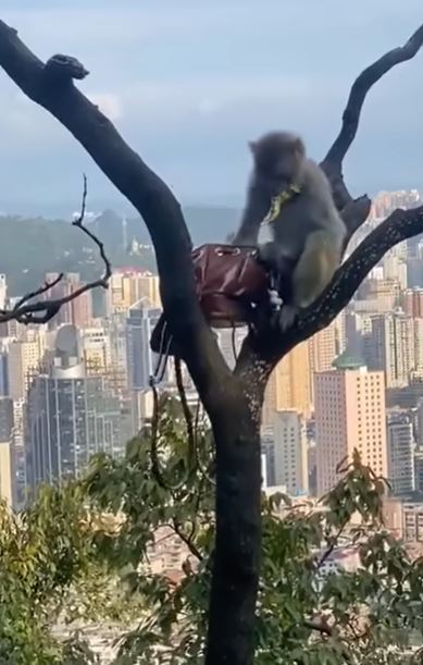 猴子搶手袋。網片截圖