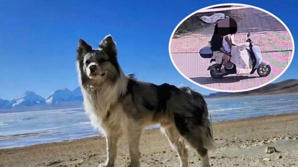 邊牧犬「鋤頭」被偷後，遭他人以180元轉賣後遭宰殺。荔枝新聞
