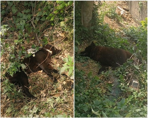 3隻狗疑遭人毒死，倒斃在草地上。梁國峰攝