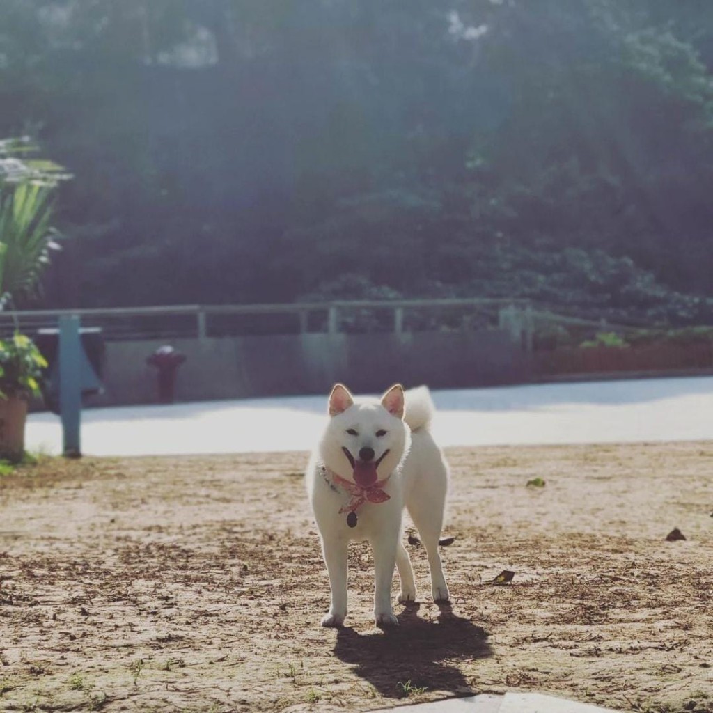 柴犬Mung Mung在聚鱼道宠物公园玩耍后，同日晩上突然呕吐，送医后证实不治。(香港动物报图片)