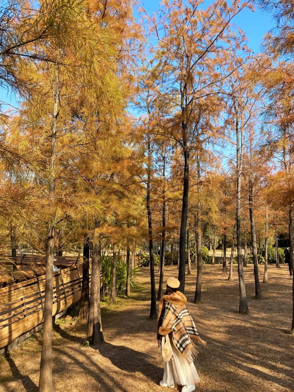 莲花山公园中的莲花湖和漾日湖的落羽松亦会转红，场面唯美。（图片来源：小红书@嘉嘉）