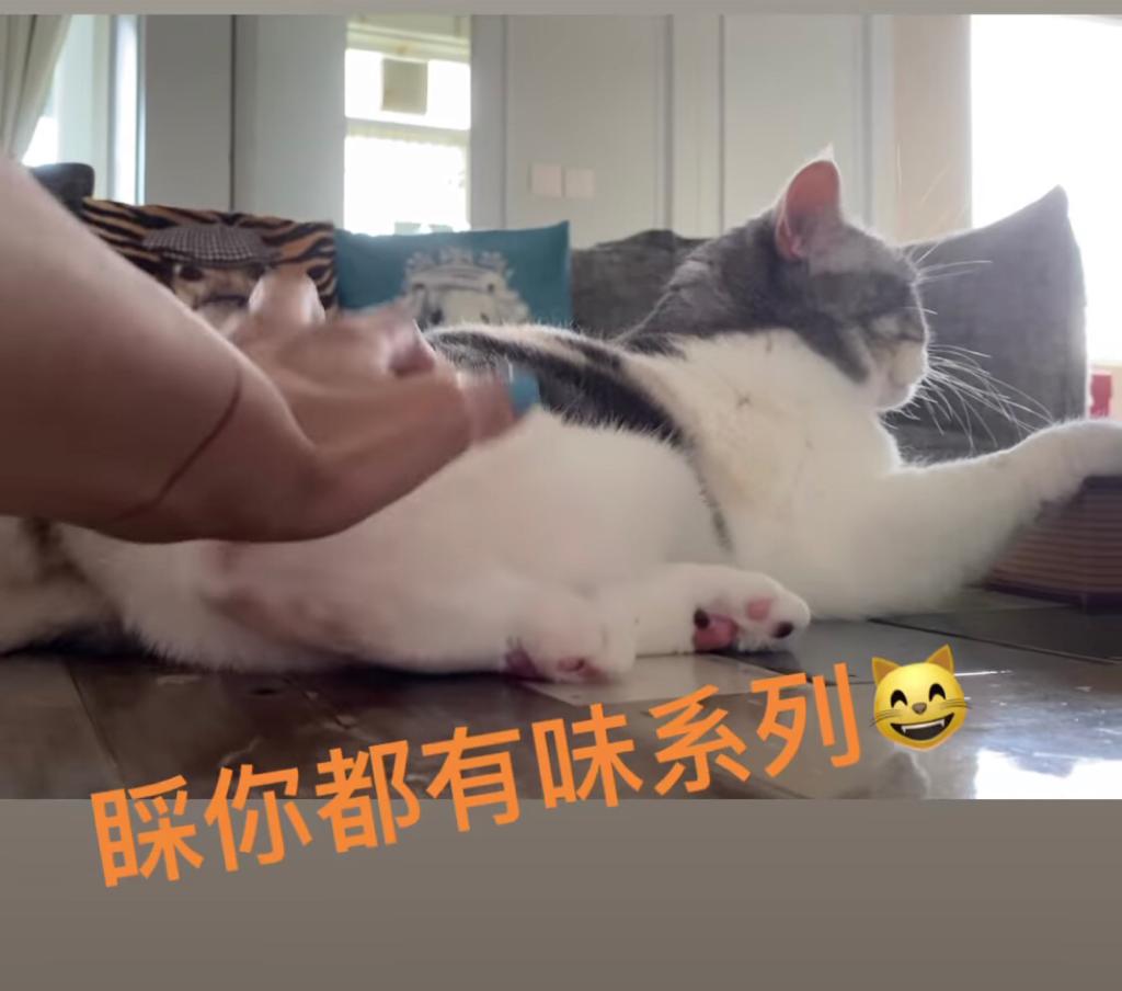 貓咪「睬你都有味系列」！