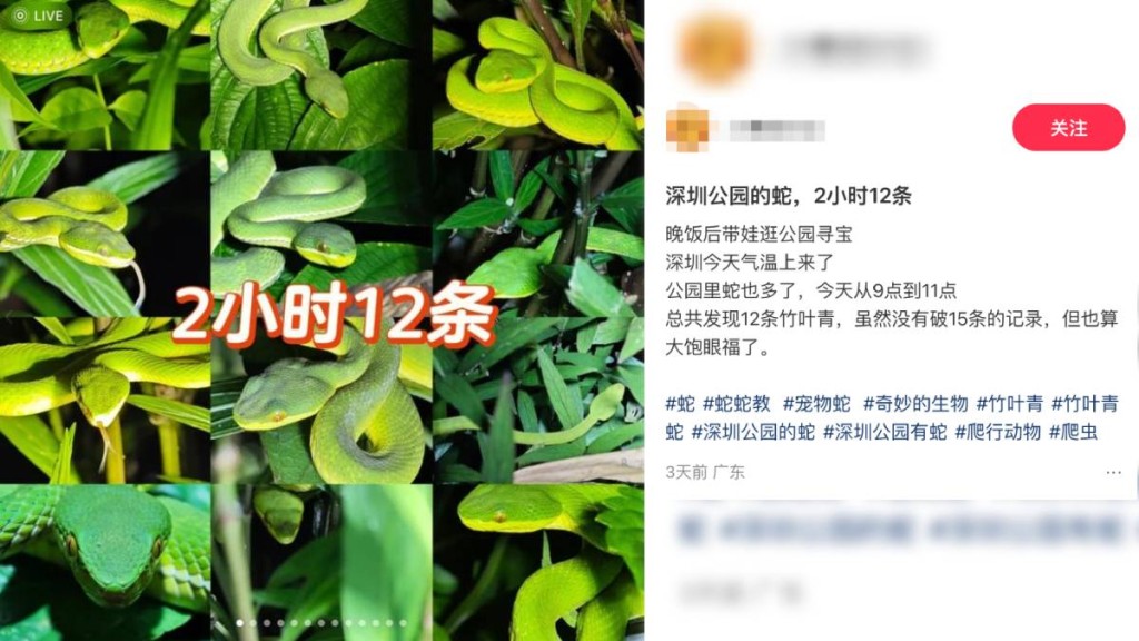 深圳日前有市民在效野公園，僅2小時便遇見12條蛇。小紅書