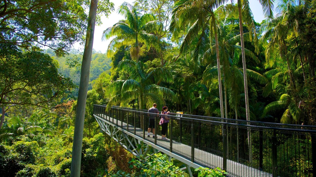 在布里斯本行走1.5公里長的坦莫寧山雨林空中步道，穿梭於雨林中的上層樹冠，感受大自然的奧妙。（圖片來源：EGL）