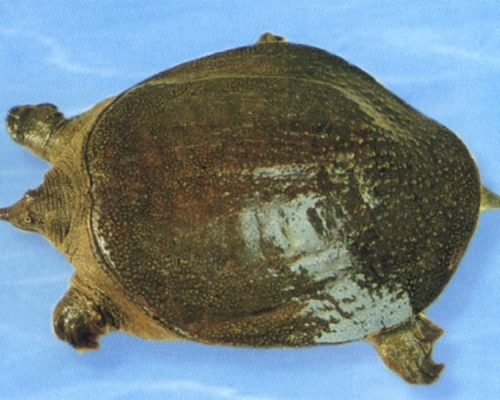 农业农村部紧急通知：中华鳖乌龟等不入禁食名录。(网图)