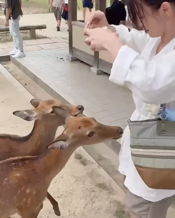 陳煒手持梅花鹿最愛的鹿仙貝。