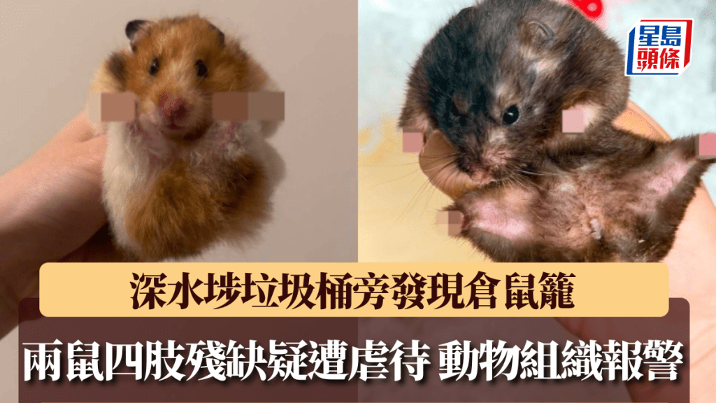 深水埗垃圾桶旁發現倉鼠籠 兩鼠四肢殘缺疑遭虐待 動物組織報警。Facebook 珍奶倉鼠幼稚園－校務處圖片