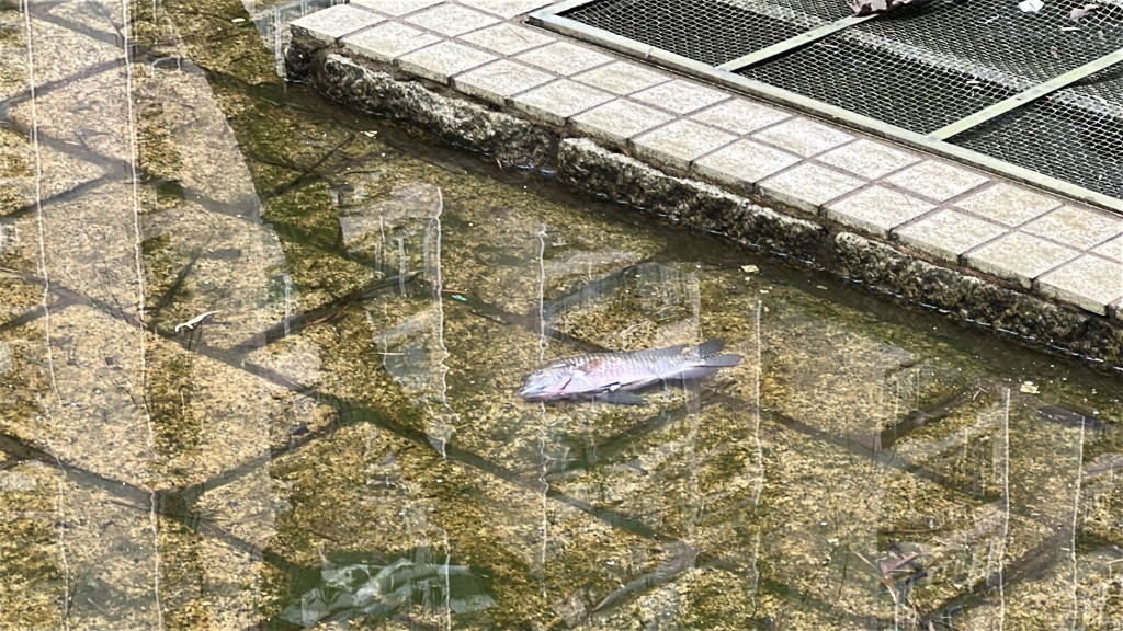 死魚處處。 死魚處處。